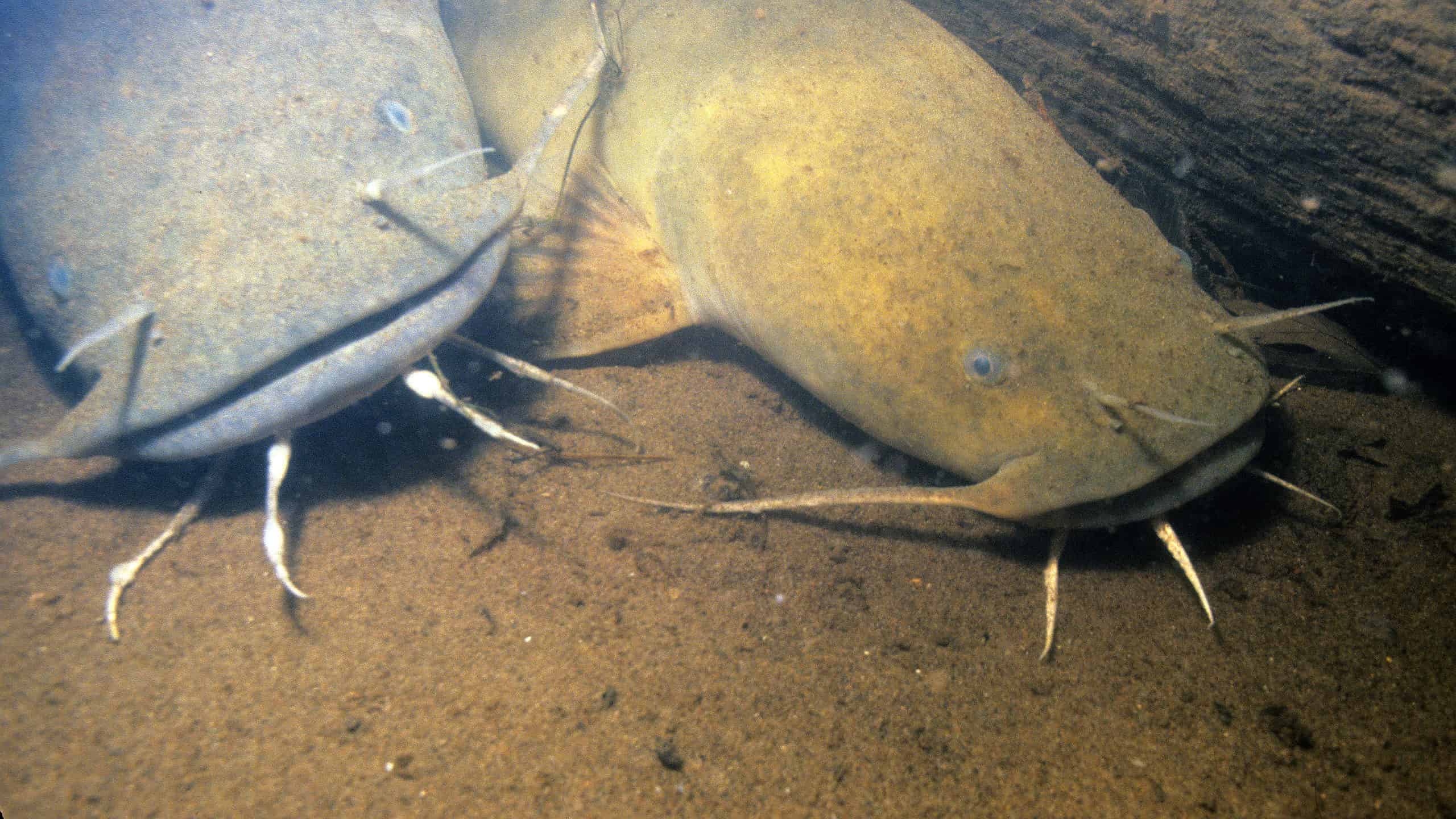 Two flathead catfish on bottom of the river floor.
