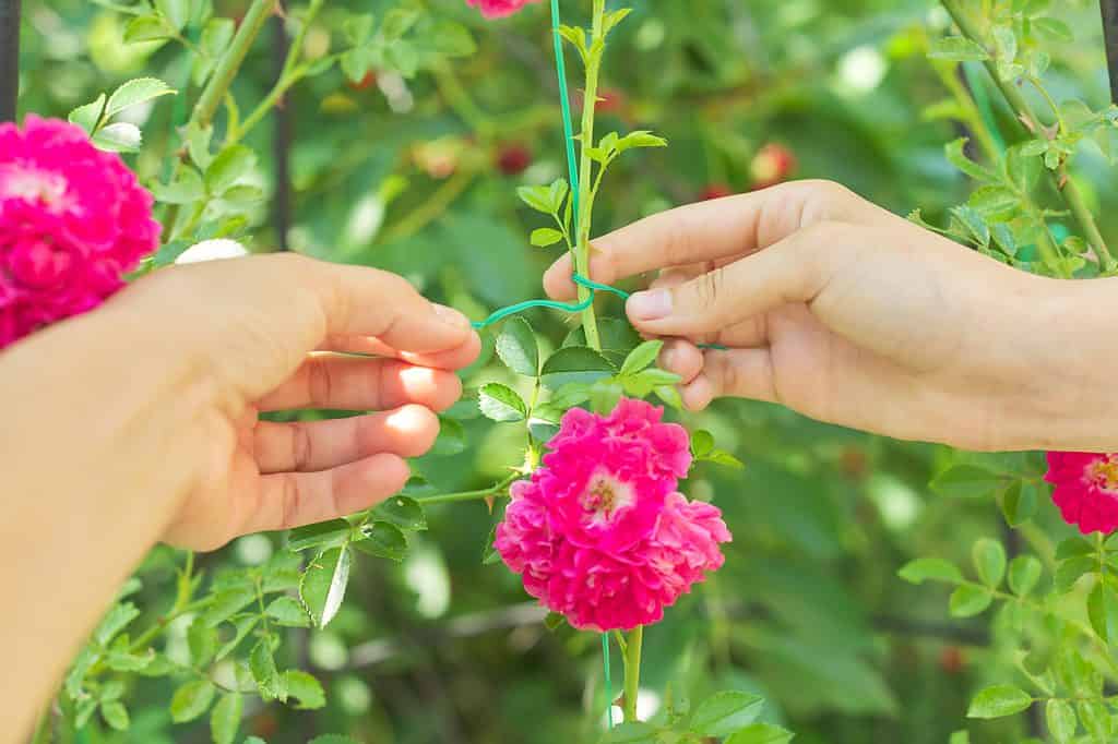 Hobbies of young woman growing rose bushes in garden, hands tying branches with weaving rose flowers on fence support