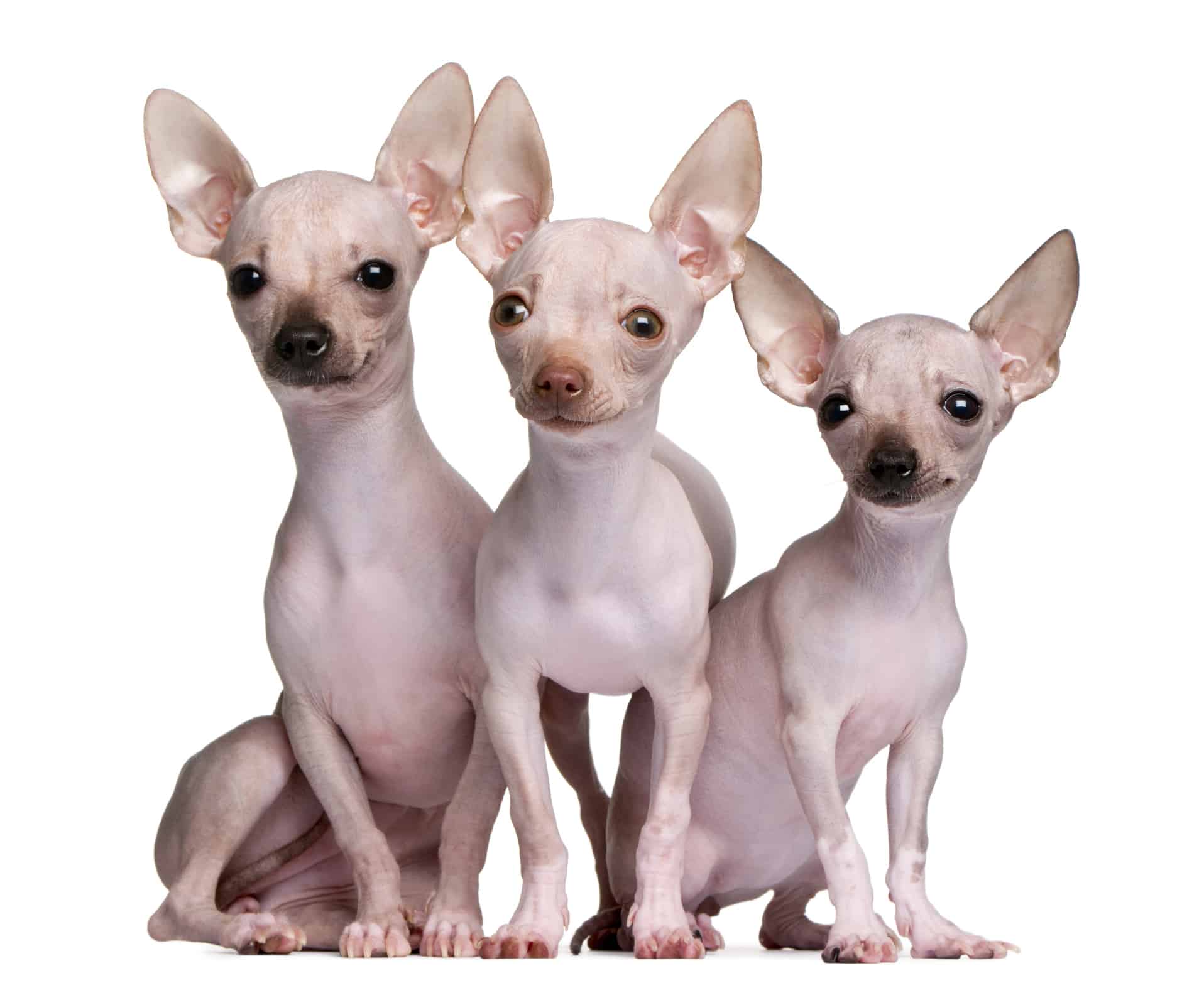 Hairless chihuahuas