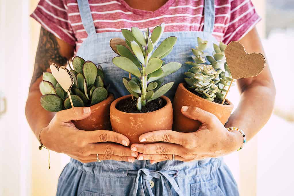 Succulents in clay pots