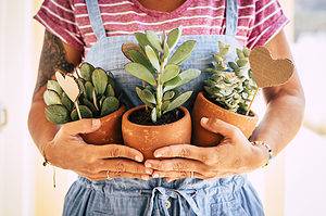 Succulent Care in Spring: Everything You Need to Know Picture