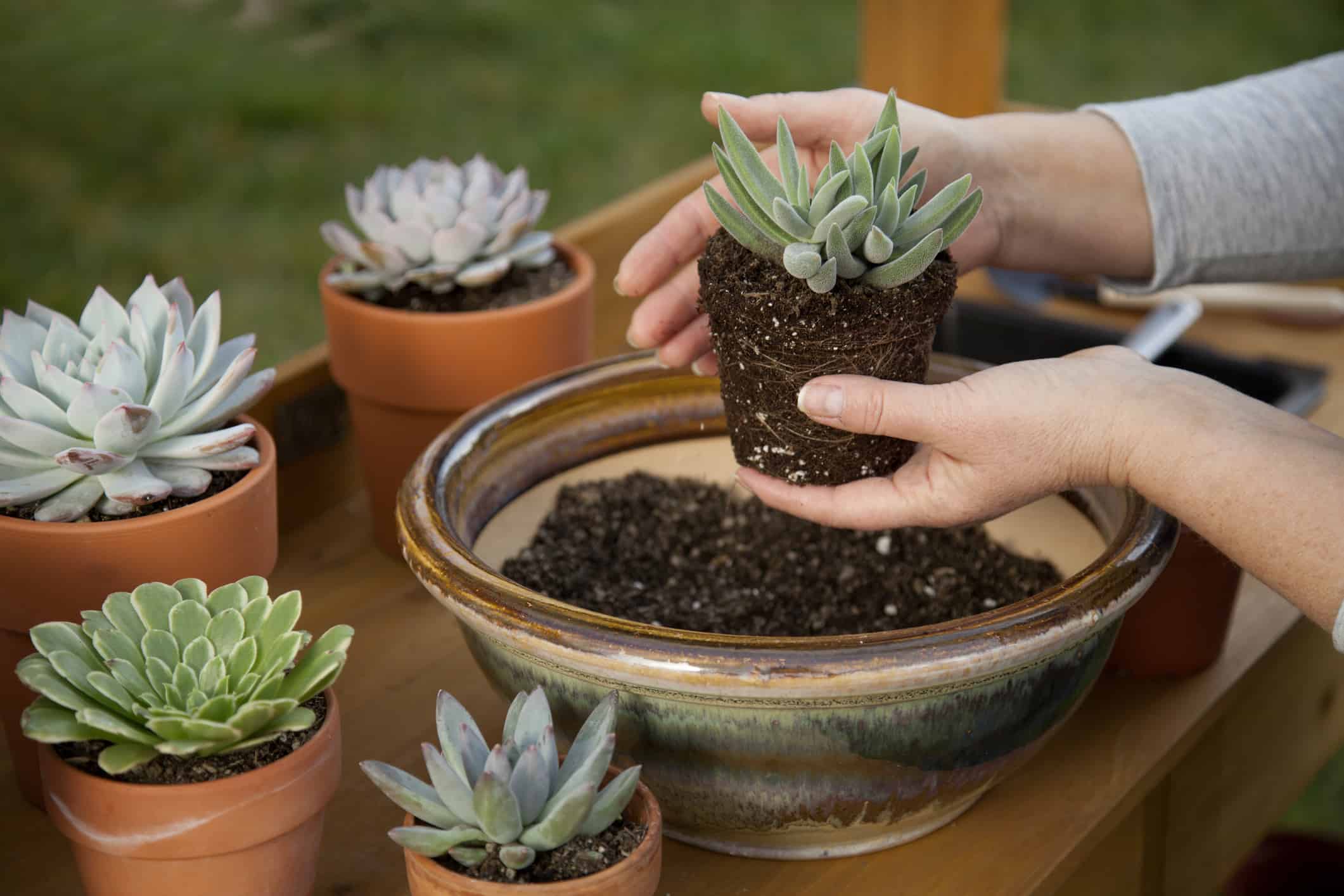 Potting succulents in soil