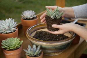 Discover the Best Soil for Succulents: Top Mixes and 6 Critical Care Tips Picture