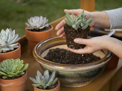 A Discover the Best Soil for Succulents: Top Mixes and 6 Critical Care Tips