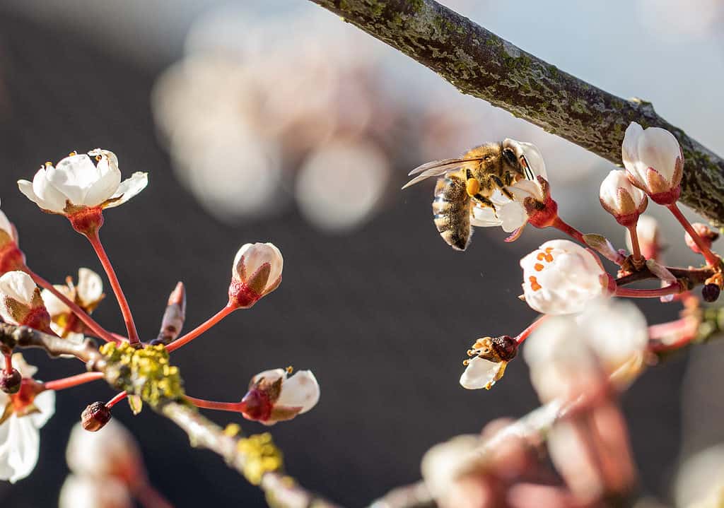 Honey bee collecting nectar from plum tree