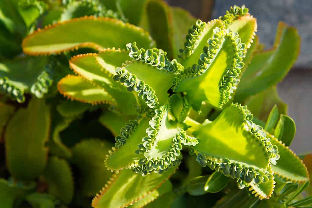 Kalanchoe - mother of thousands green plant
