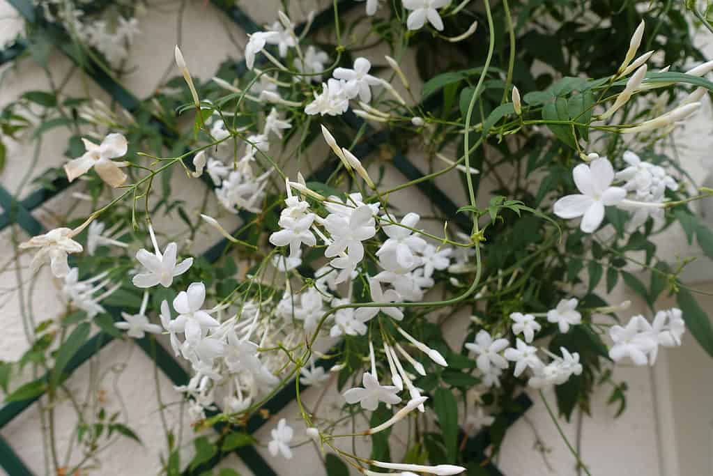 Blooming jasmine on a trellis