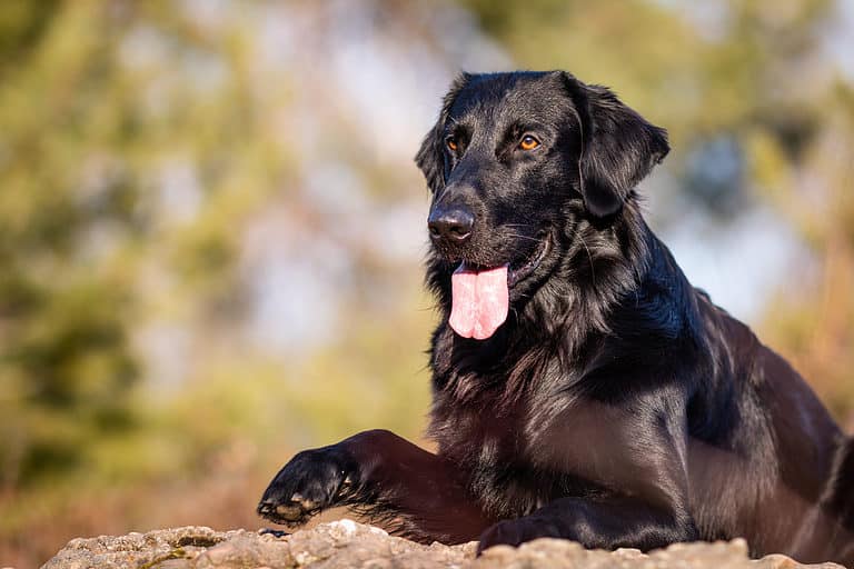 Flat-Coated Retriever