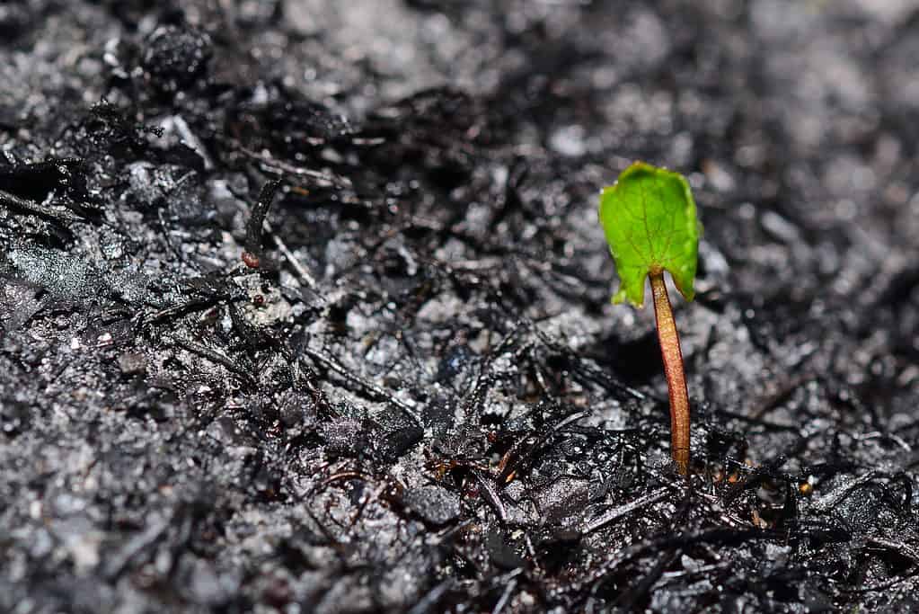 Sprout rises over burnt ground. Grass ash after arson. Recovery after massive crisis. Future resurrection. 