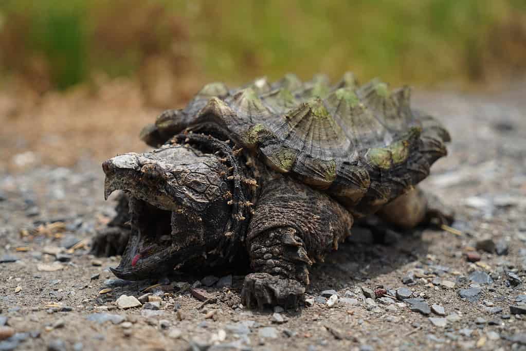 Alligator snapping turtle Macrochelys temminckii