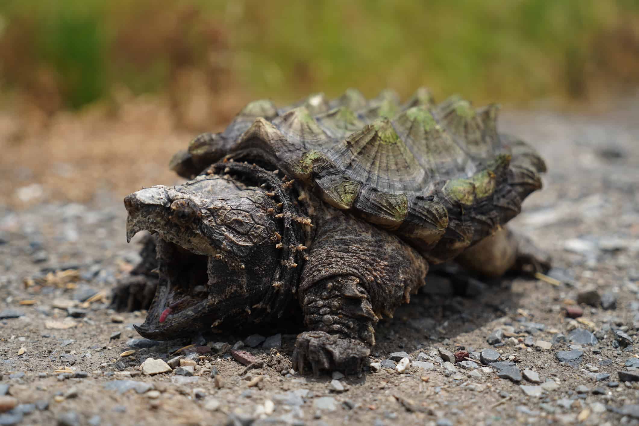 Alligator snapping turtle Macrochelys temminckii