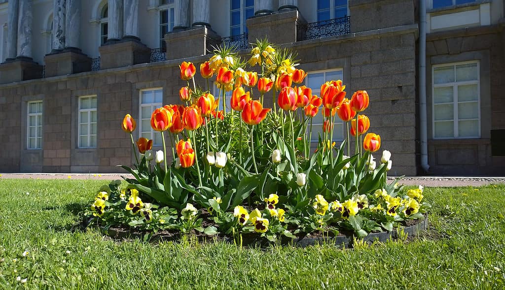 Tulips typically bloom in the early, mid, or late spring