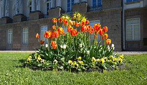 6 Tulips to Grow In Tennessee Picture