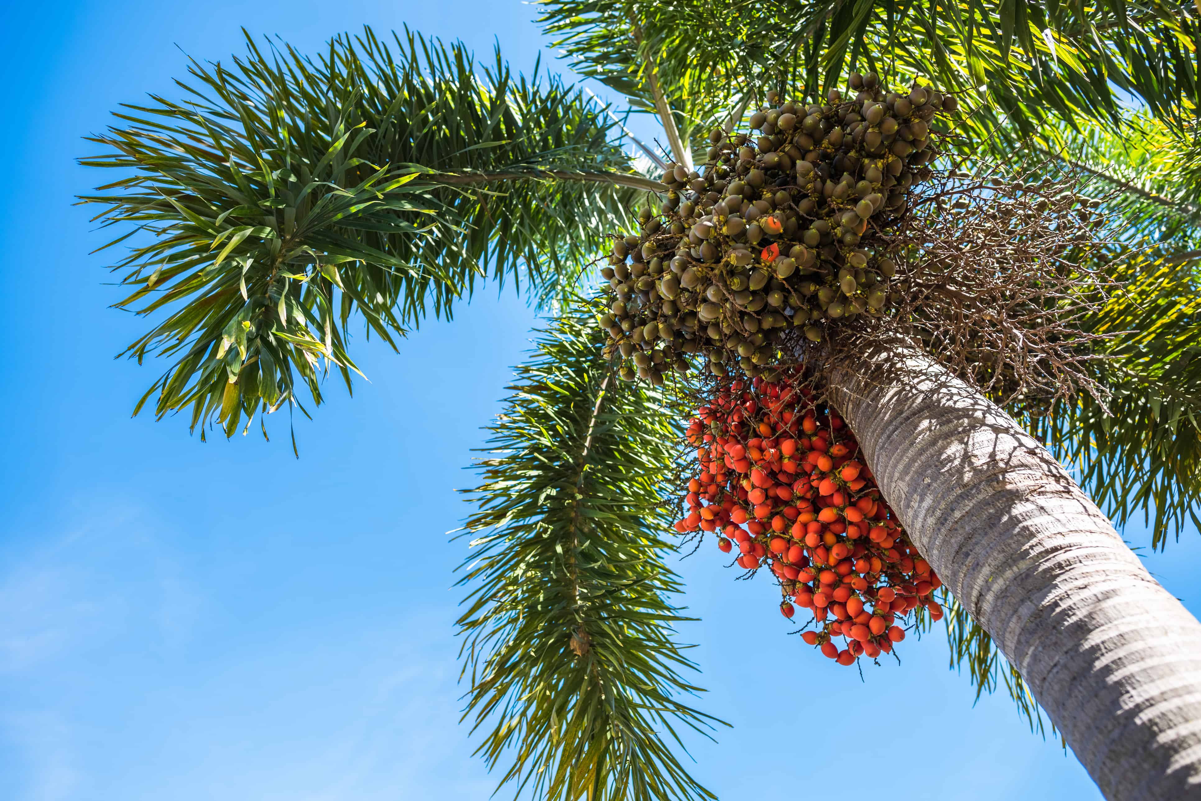A closeup shot of the underside of a Normanbya normanbyi or black palm tree's canopy, complete with fruit at different stages.