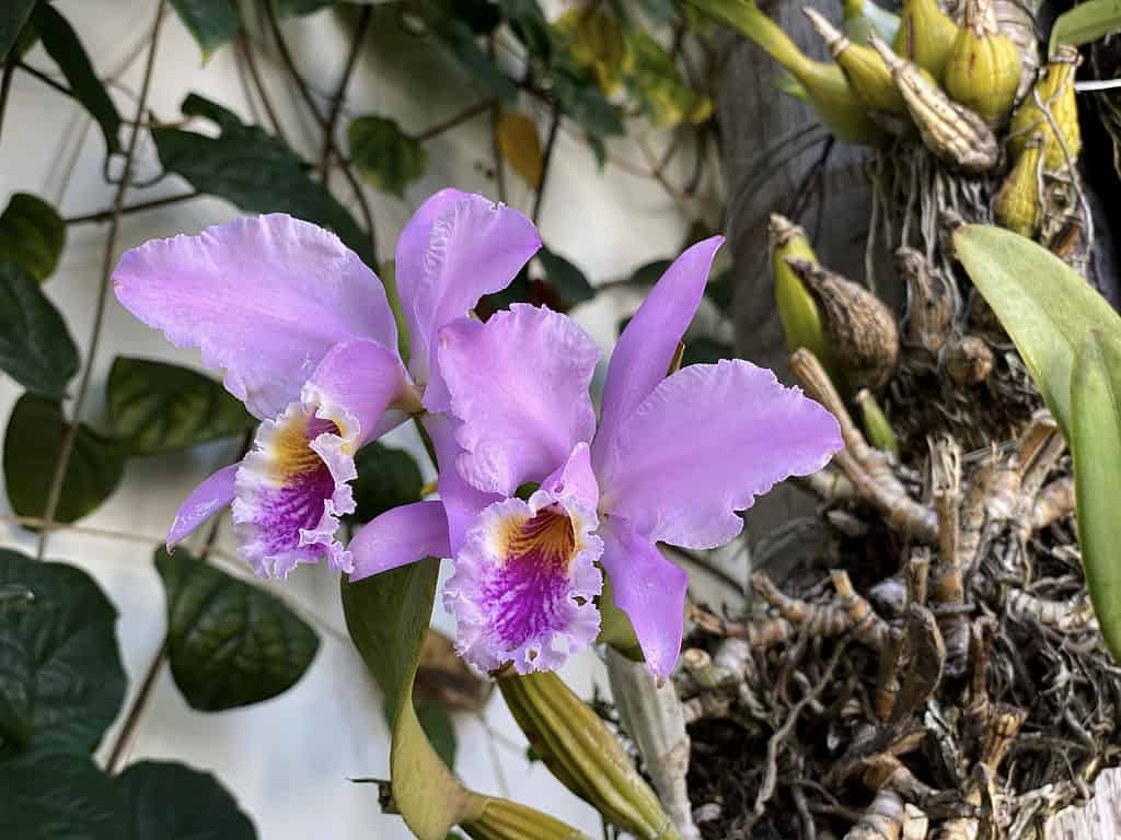 Purple orchid cattleya mossiae surrounded by greenery