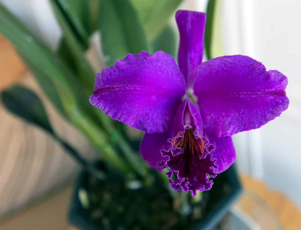 Purple orchid cattleya mossiae with green leaves