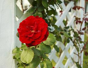 How to Grow Climbing Roses on a Trellis Picture