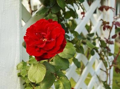 A How To Grow Climbing Roses On A Trellis