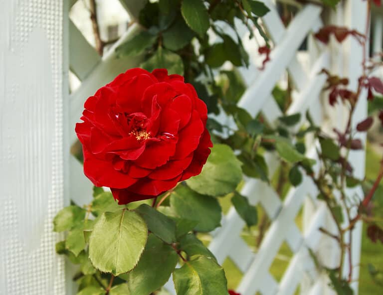 Young red rose buds of climbing rose bush climb up homemade cedar trellis in front of beige siding of single family home