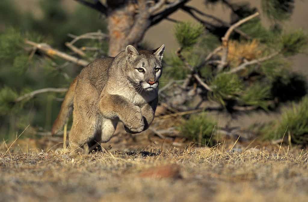 Mountain lions can reach 50 mph in short bursts. Shows a mountain lion running  in tall dry grass. 