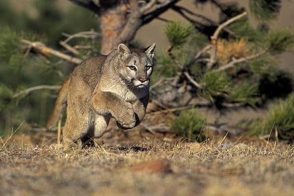 Mountain lions can reach 50 mph in short bursts.