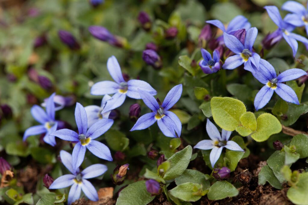 Macro photo of a Blue Star Creeper, Isotoma fluviatilis.