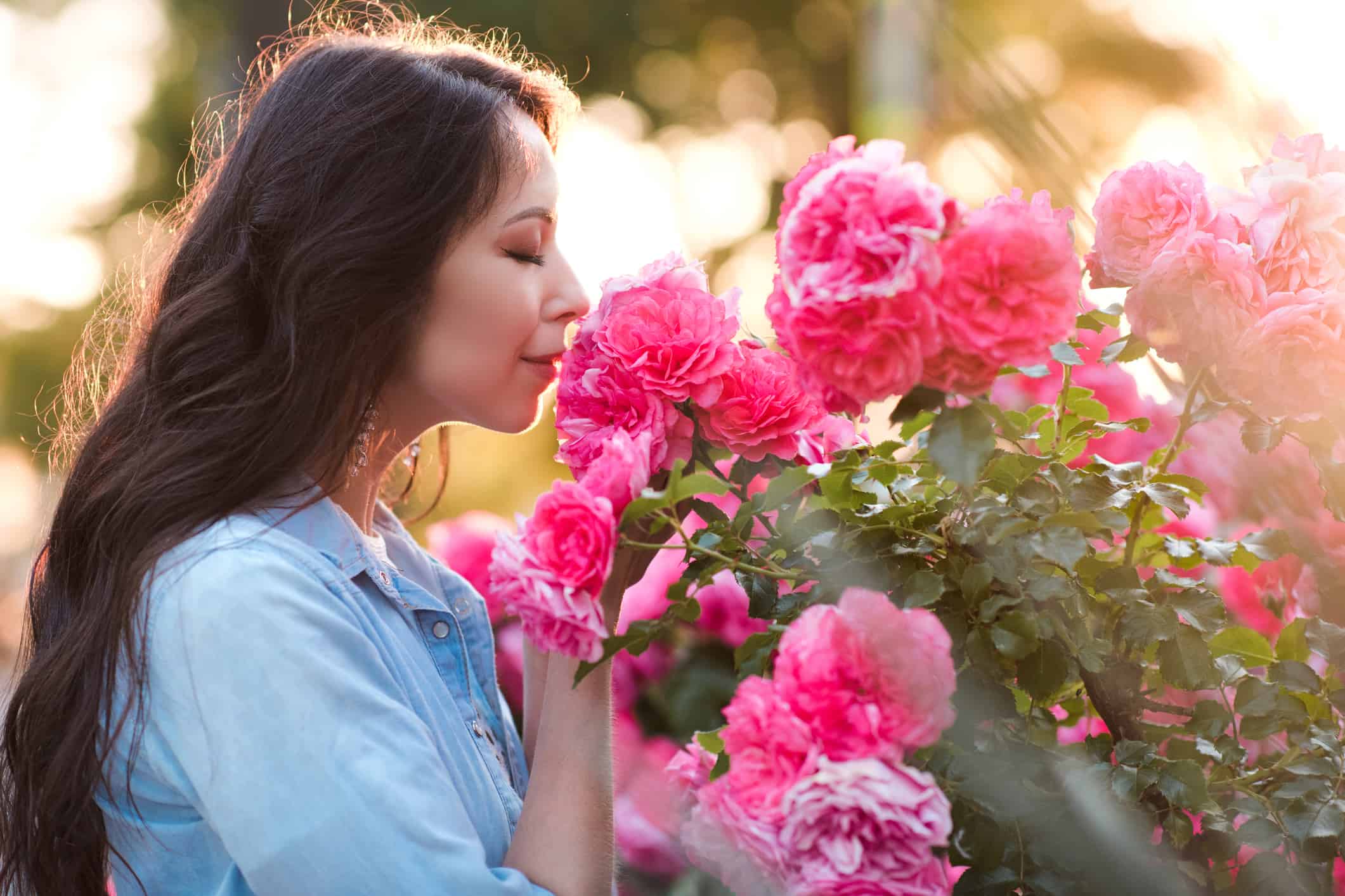 Smelling pink roses in the garden.