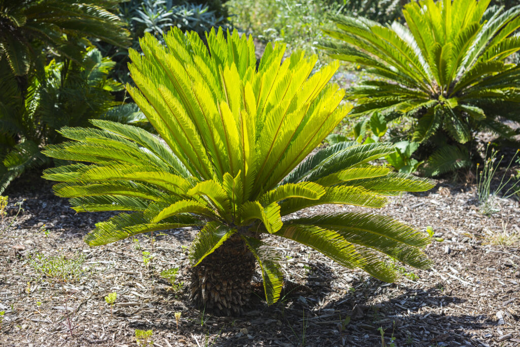 A Cycas revoluta or sago palm tree growing outside among other plants.