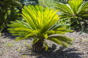 Bonsai Palm Tree Picture