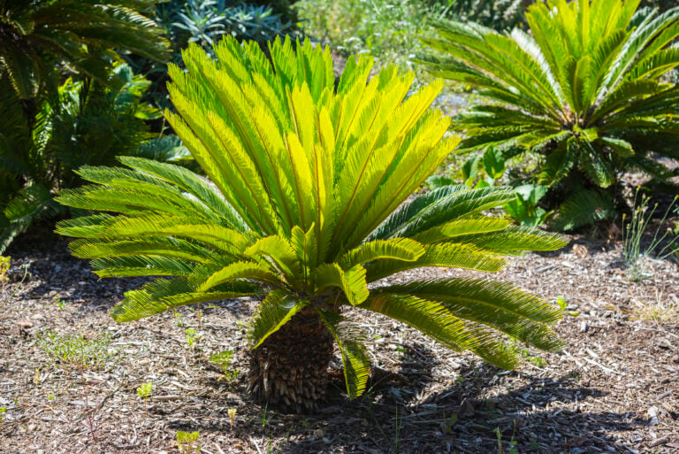 A Cycas revoluta or sago palm tree growing outside among other plants.