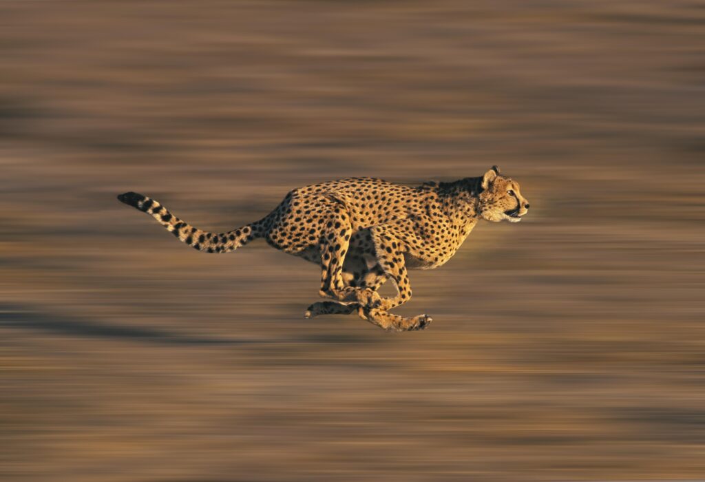 cheetah chasing lion