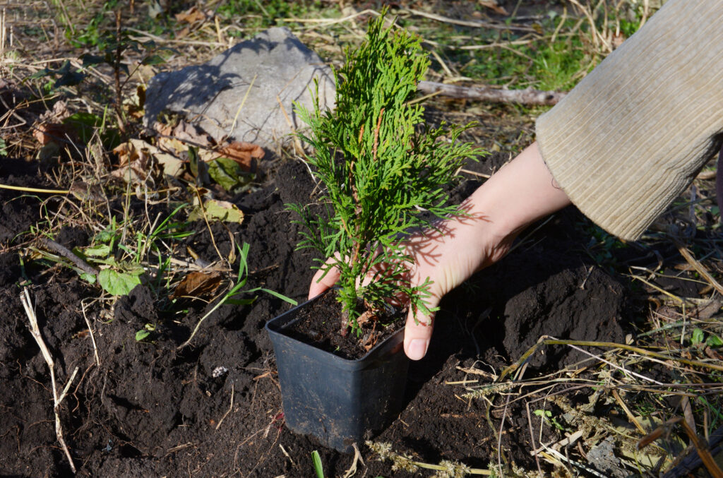 A gardener is planting a small sapling Thuja occidentalis Emerald Green, Smaragd Arborvitae from a pot into soil.