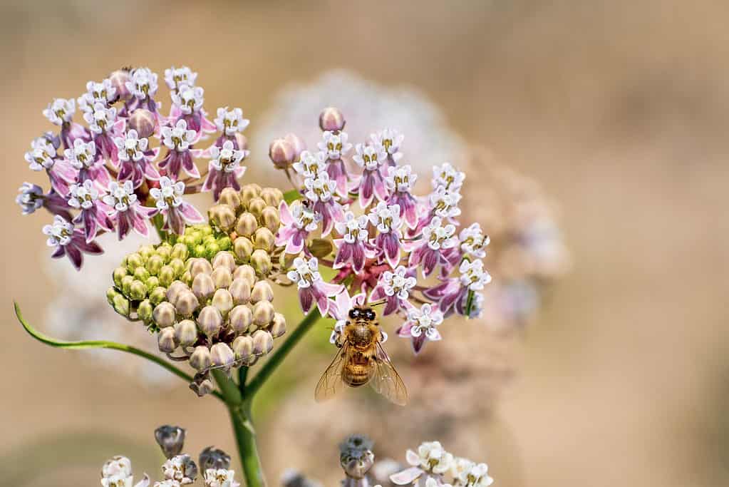 Close up of Narrow leaf milkweed (Asclepias fascicularis) blooming in summer; honey bee visible pollinating one of the flowers; San Francisco bay area, California