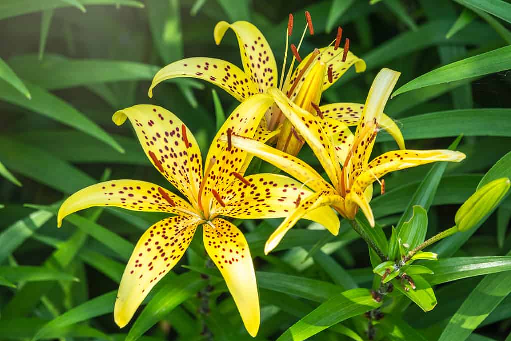Lilium pardalinum, also known as leopard or panther lily