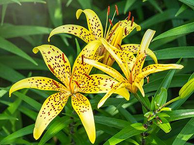 A When Do Lilies Bloom? What You Need to Know