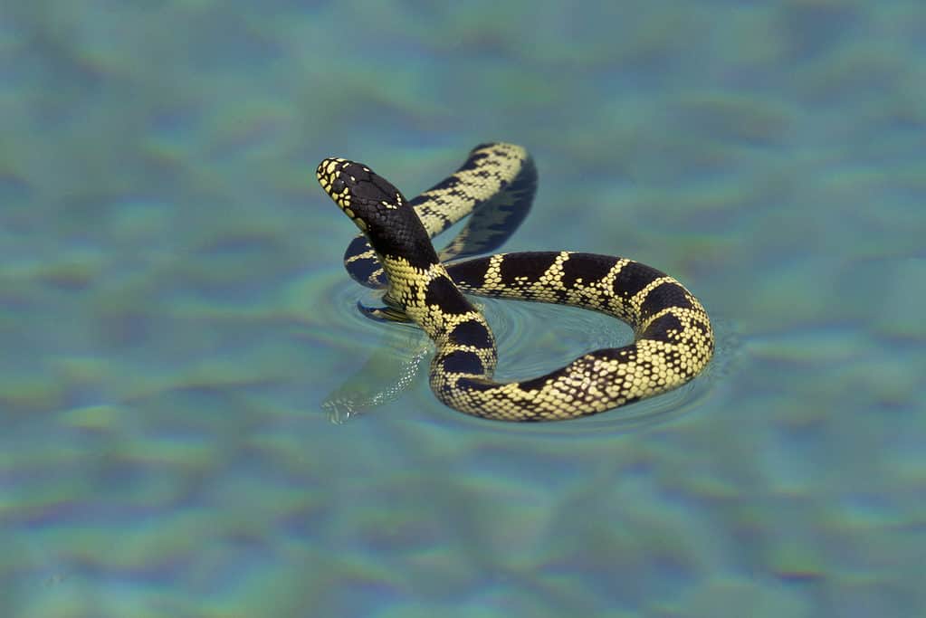 common king snake
