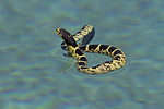 Common kingsnake swimming in water in Tucson, Arizona.