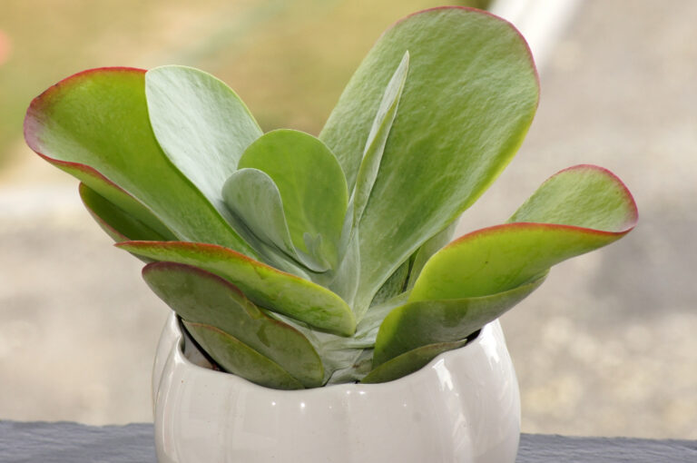 Flapjack plants are super popular succulents.