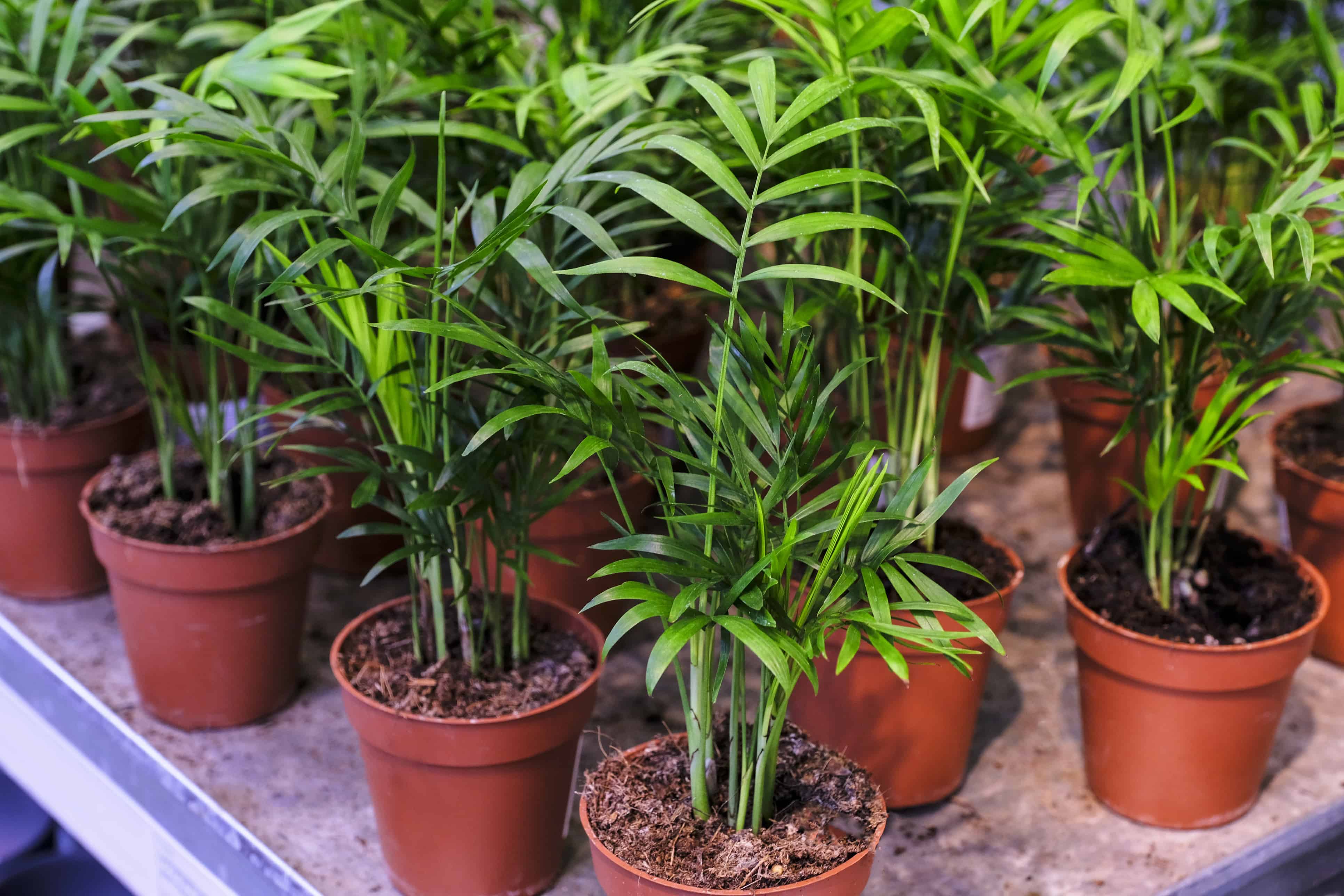 A group of Chamaedorea elegans or parlor palm plants in terracotta pots.