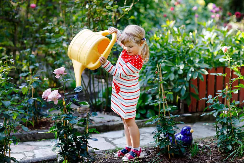Beautiful little toddler girl in red colorful dress watering blossoming roses flowers with kids water can. Happy child helping in family garden, outdoors on warm sunny bright day