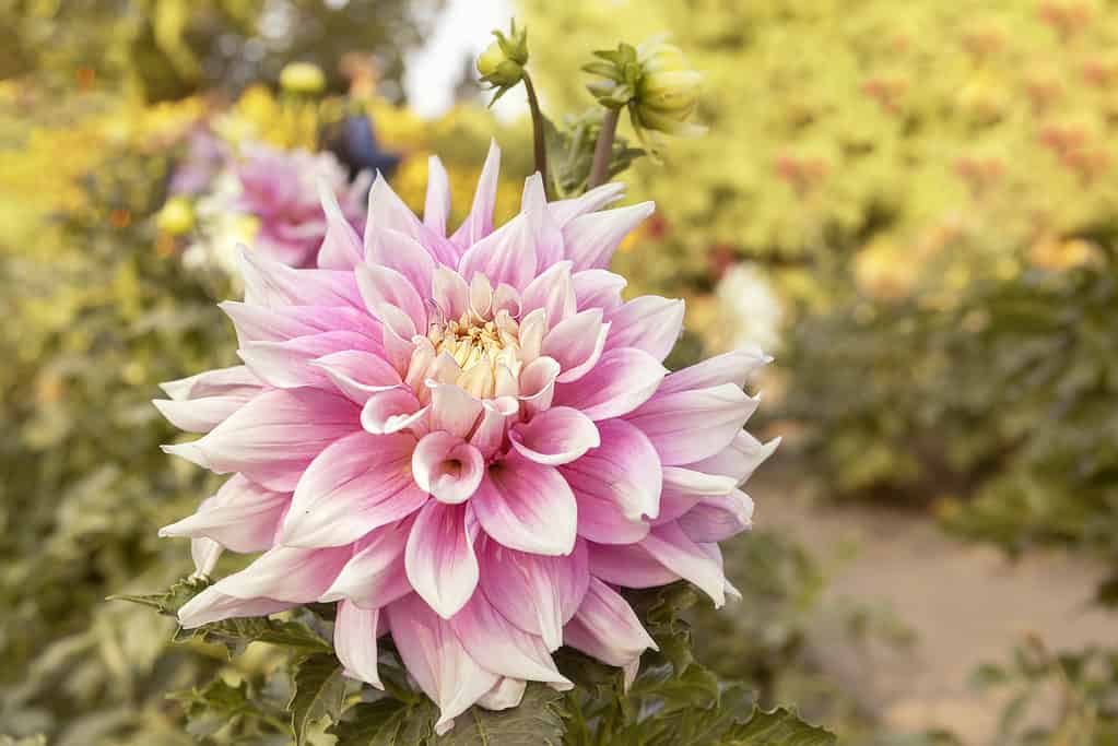 Flower of beautiful dahlia "Break Out" in the garden