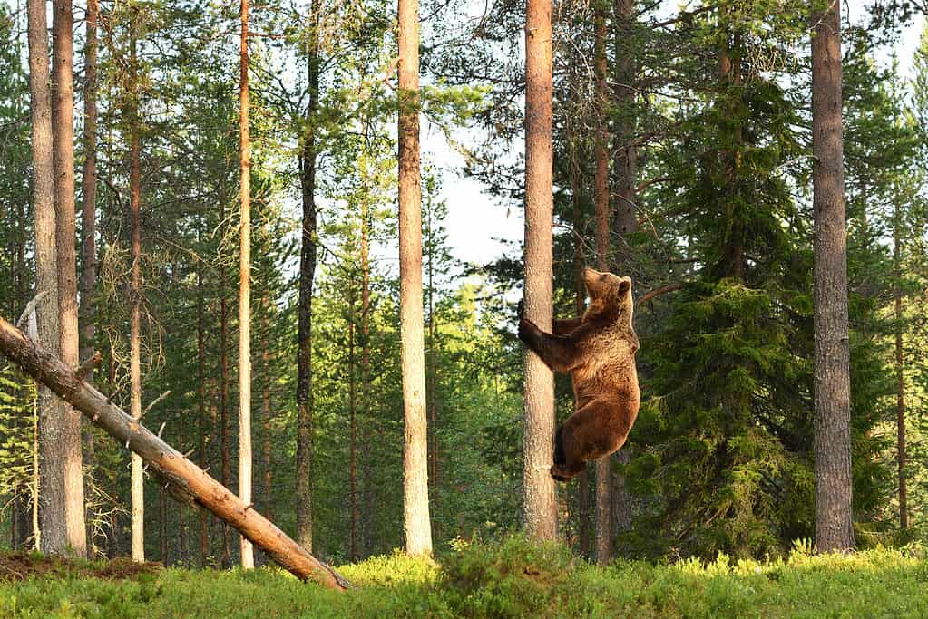 Contrary to popular belief, grizzly bears can climb trees.