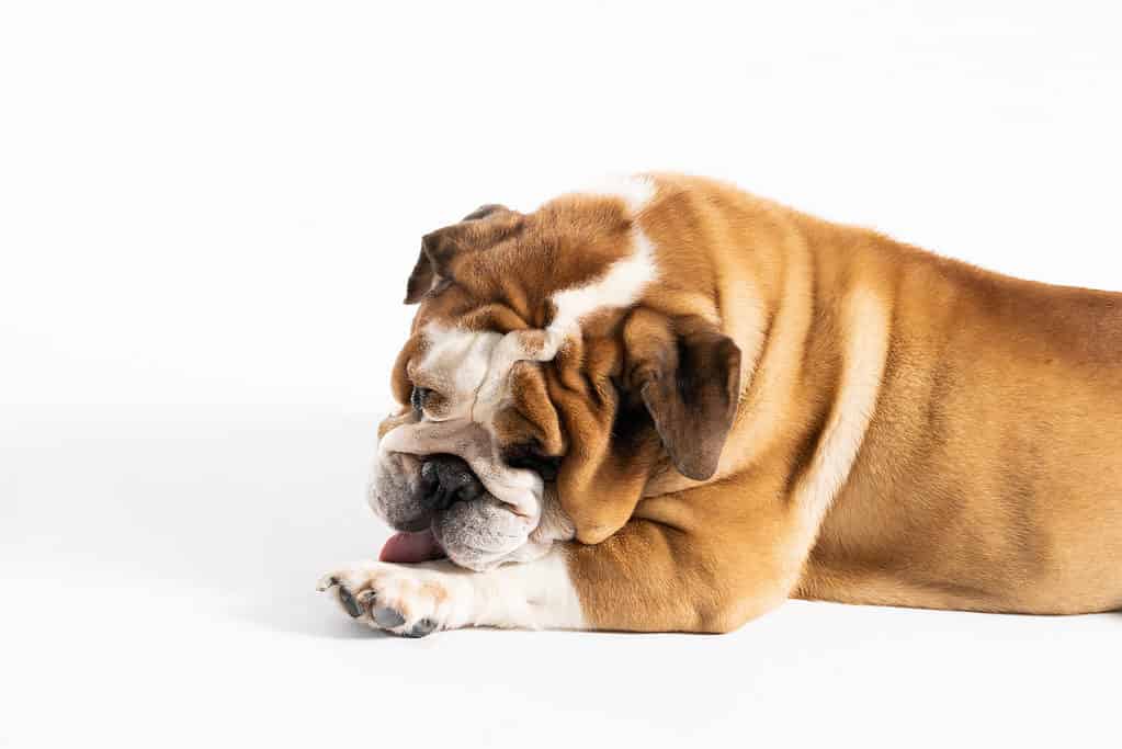 Bulldog licking front paw