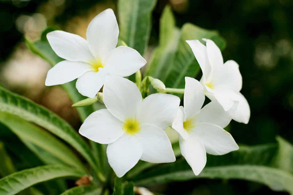 Explore The Symbolic Healing Properties Of These 10 Flowers A Z Animals