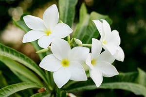 Jasmine Flowers: Meaning, Symbolism, and Uses Picture