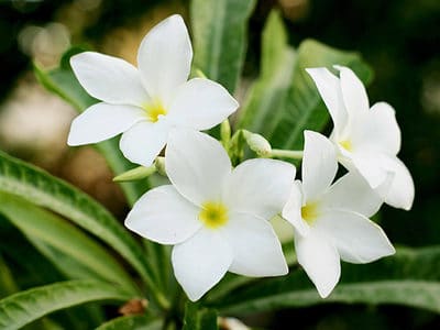 A Jasmine Flowers: Meaning, Symbolism, and Uses
