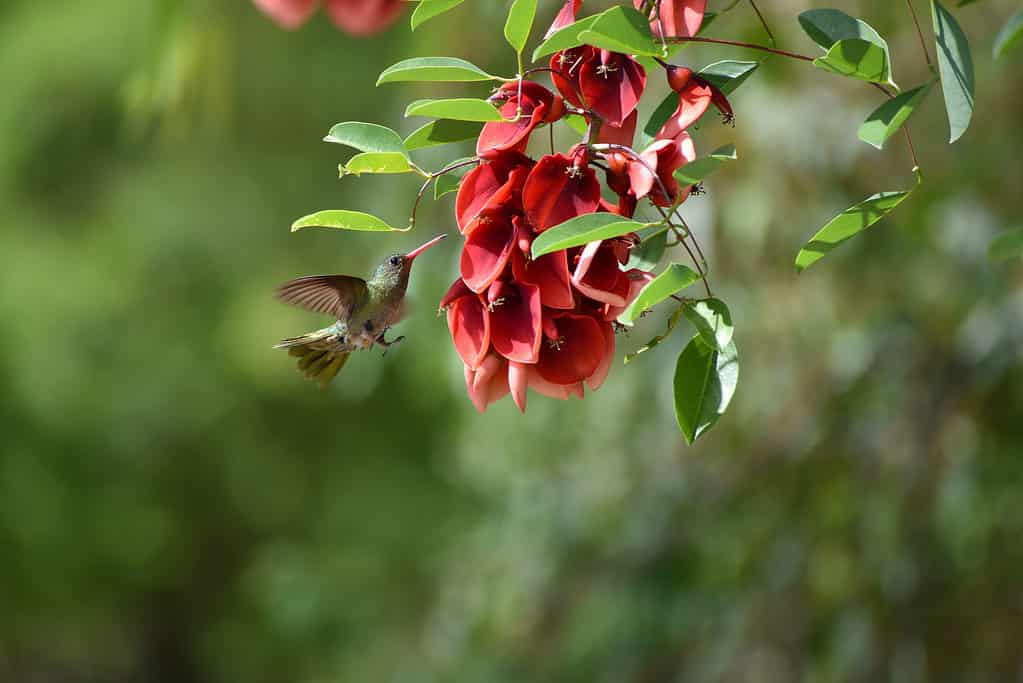 Gilded sapphire (Hylocharis chrysura), or gilded hummingbird, with blossoms of ceibo tree (Erythrina crista-galli)