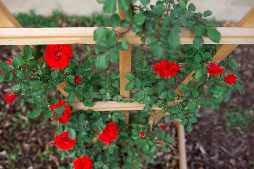 Young red rose buds of climbing rose bush climb up homemade cedar trellis in front of beige siding of single family home