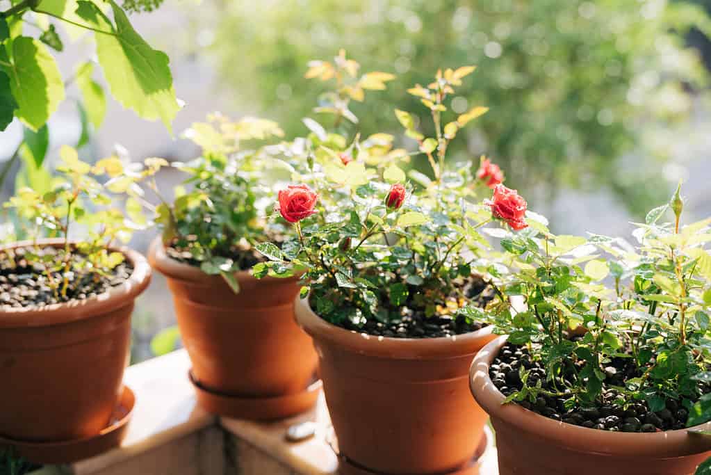 Seedlings of red roses in brown flower pots