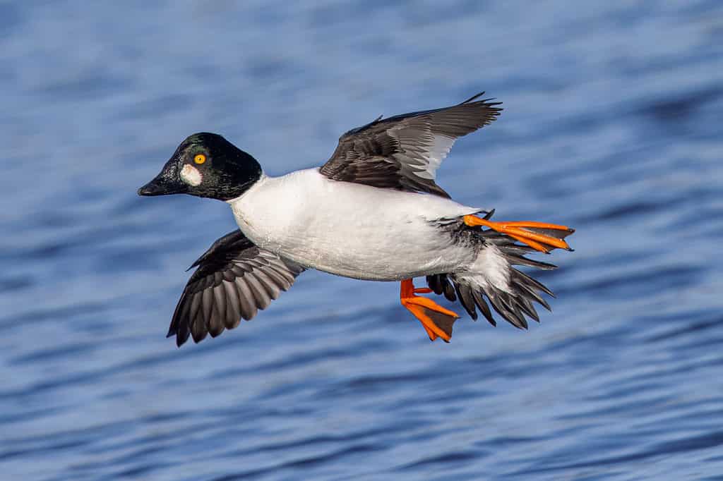 Common goldeneye wings make a distinct whistling sound